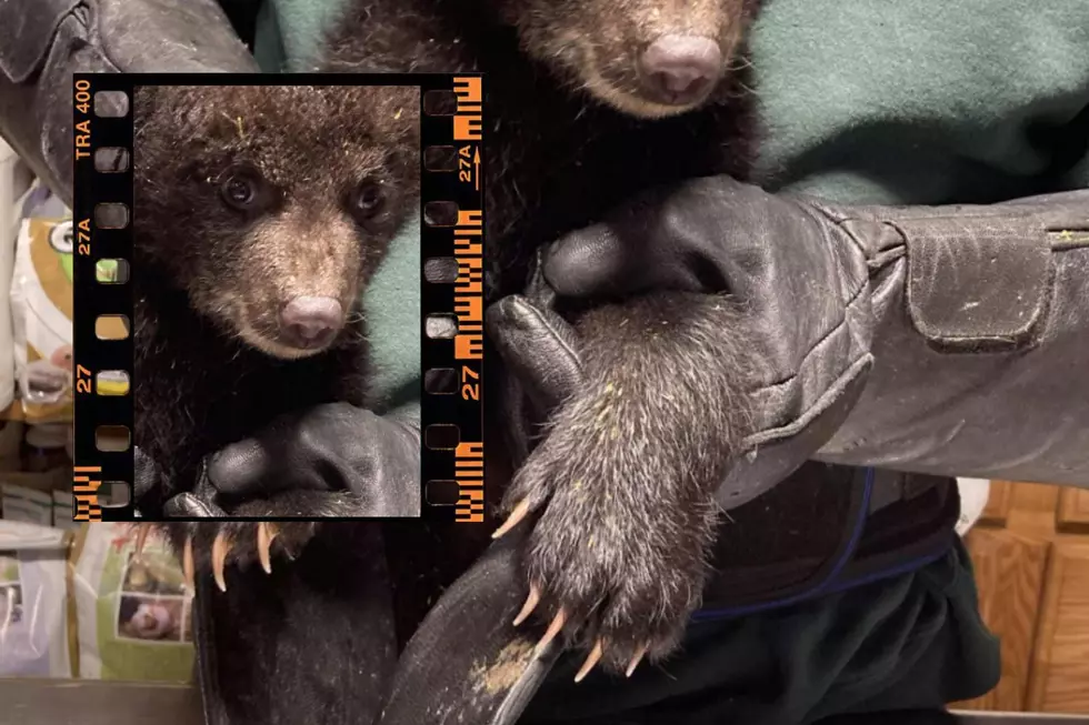 Bear Rehabber In New York Is Still Taking In Cubs