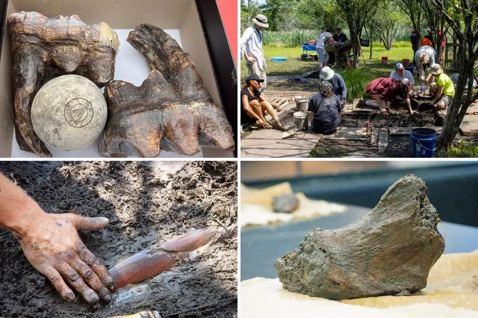 Once-In-A-Lifetime Dig Unearths Mastodon Remains in Orange County, New York