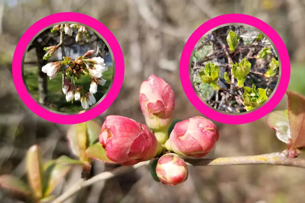 Show Us Your Buds: Win $250 Gift Card