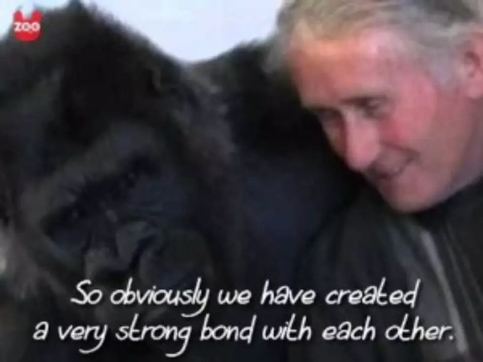French Couple Raises Gorilla As Their Daughter [Video]