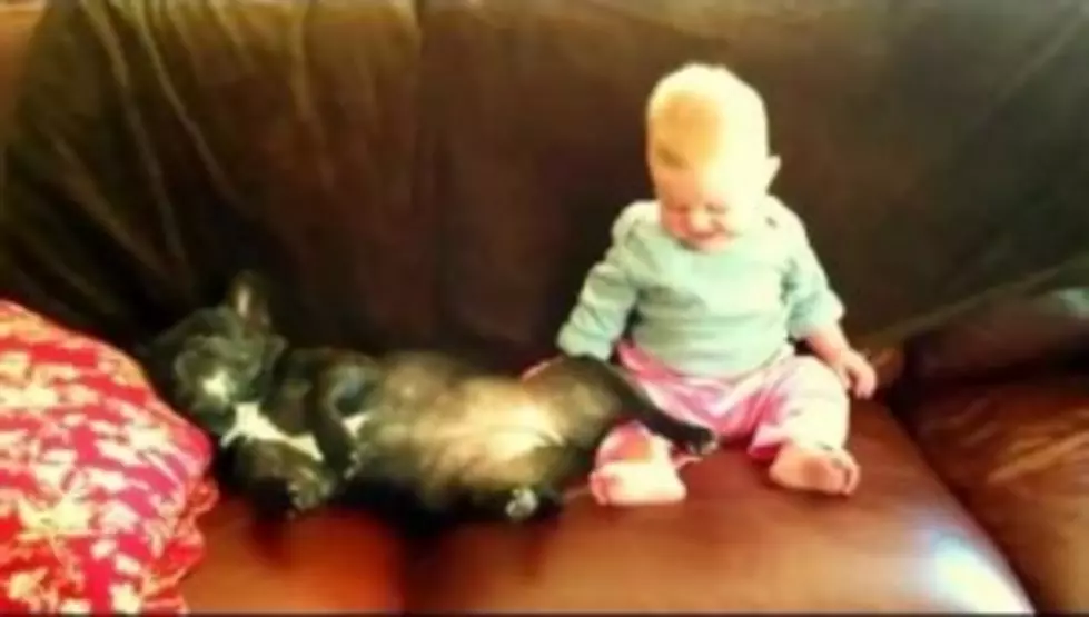 Snoring Bulldog Cracks Up Baby &#8211; Hilarious [Video]