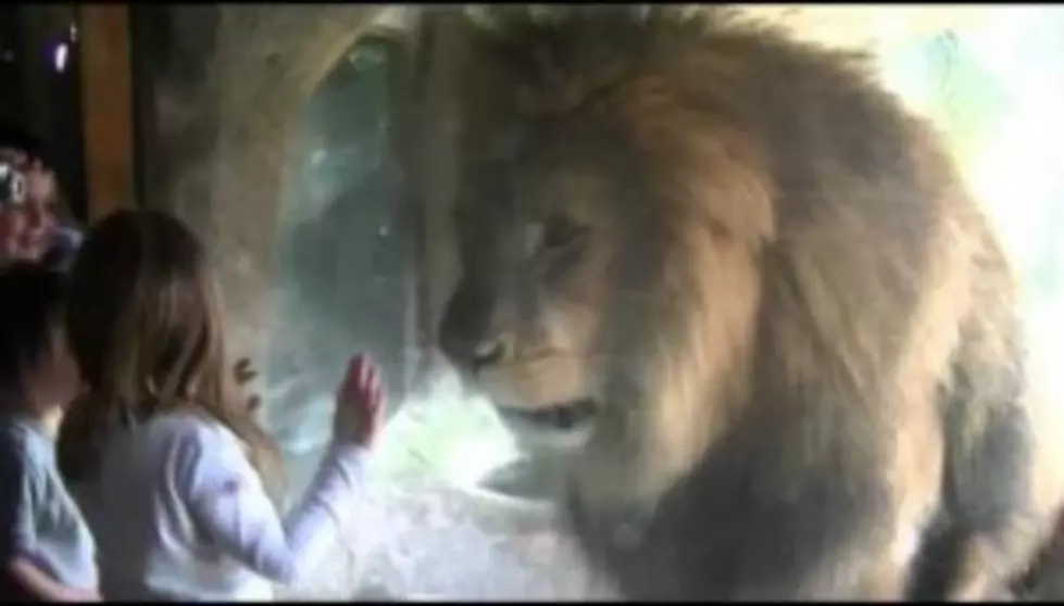 Girl Wins Staredown With Lion [Video]