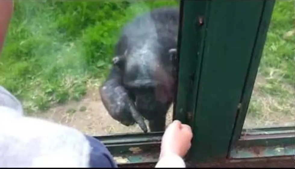 Monkey Needs Help Escaping From Zoo [Video]