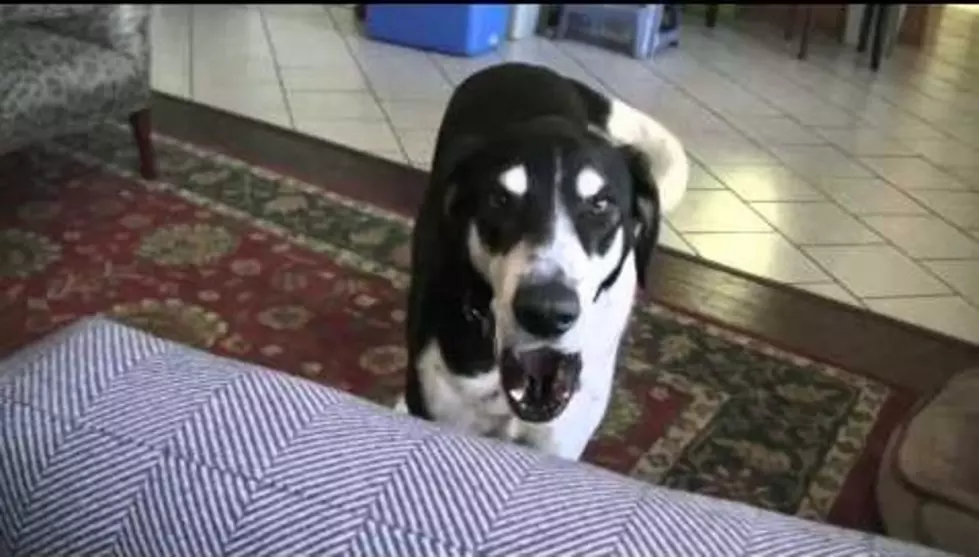 Dog &#8216;Talking&#8217; About Wanting a Kitty Video Goes Viral