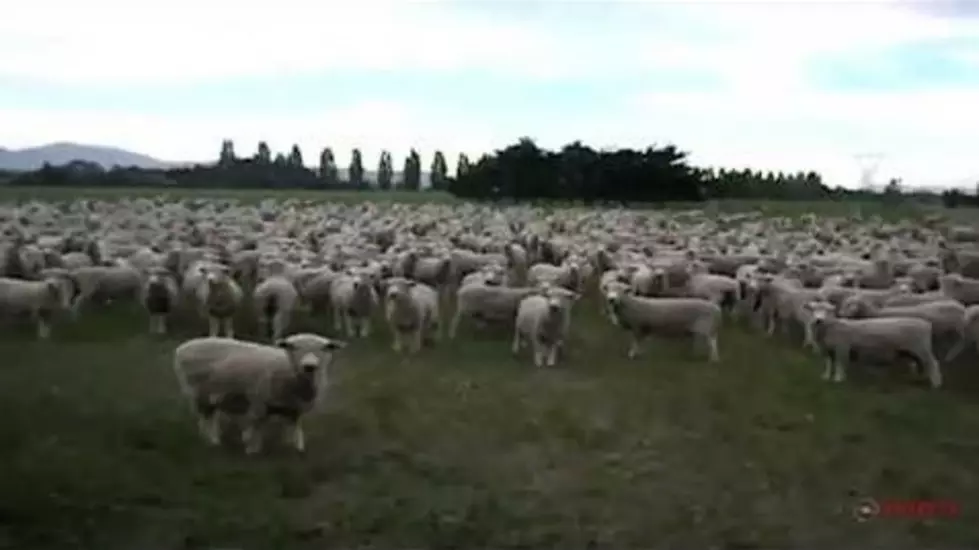 The Sheep Have Organized and Are Protesting