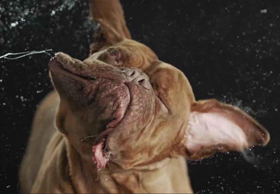 Watching Dogs Shake Themselves Dry In Slow Motion is Strangely Calming
