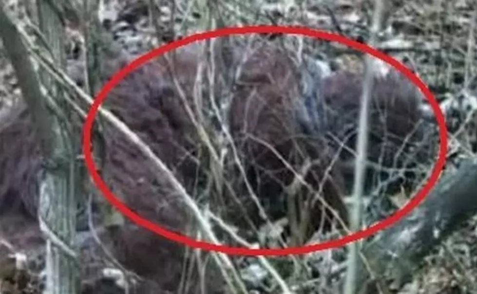 Group Offers Shocking New Never Before Seen Evidence That Bigfoot Exists