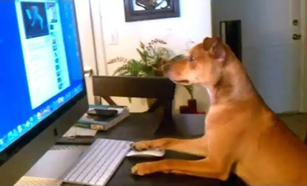 And Now…Two Minutes of Dogs Acting Like Humans