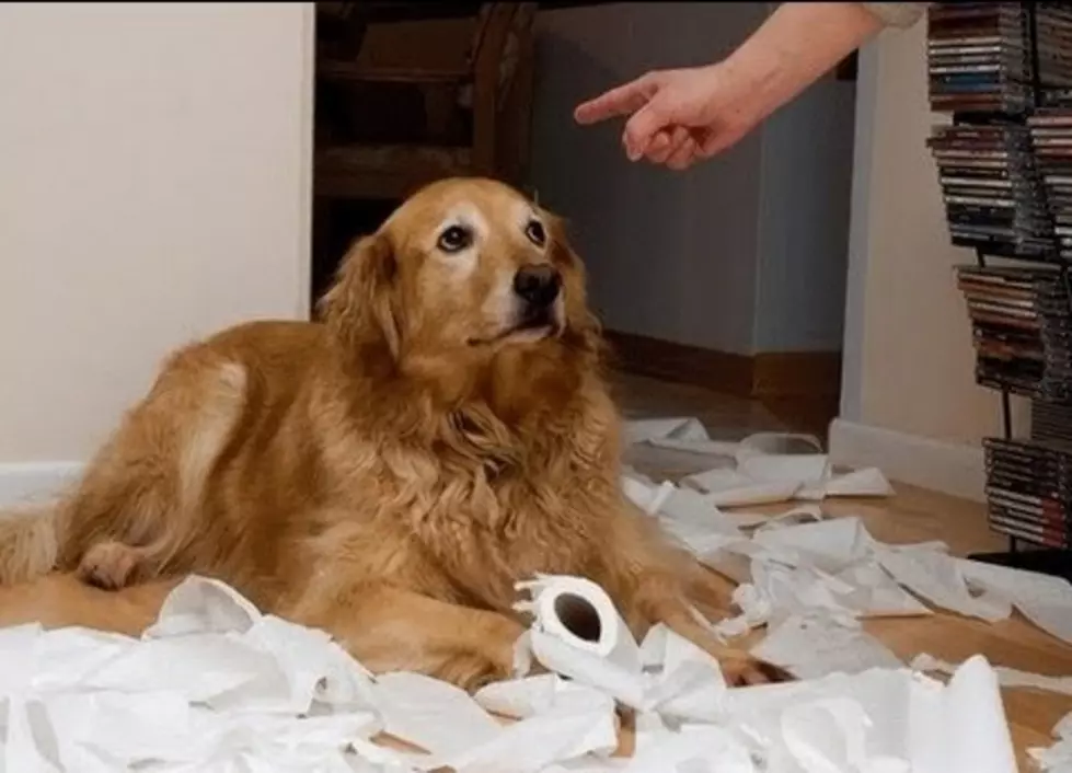 Dogs Show Their Guilt As Hilariously As Children