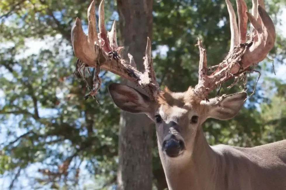 Indiana Man Shoots Deer, Ends Up With &#8220;Back Trouble&#8221;