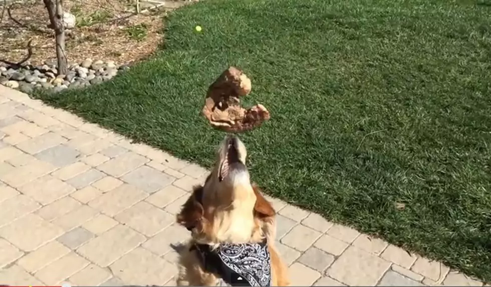 Dogs Have to ‘Learn’ How to Catch Just Like You and I [Video]