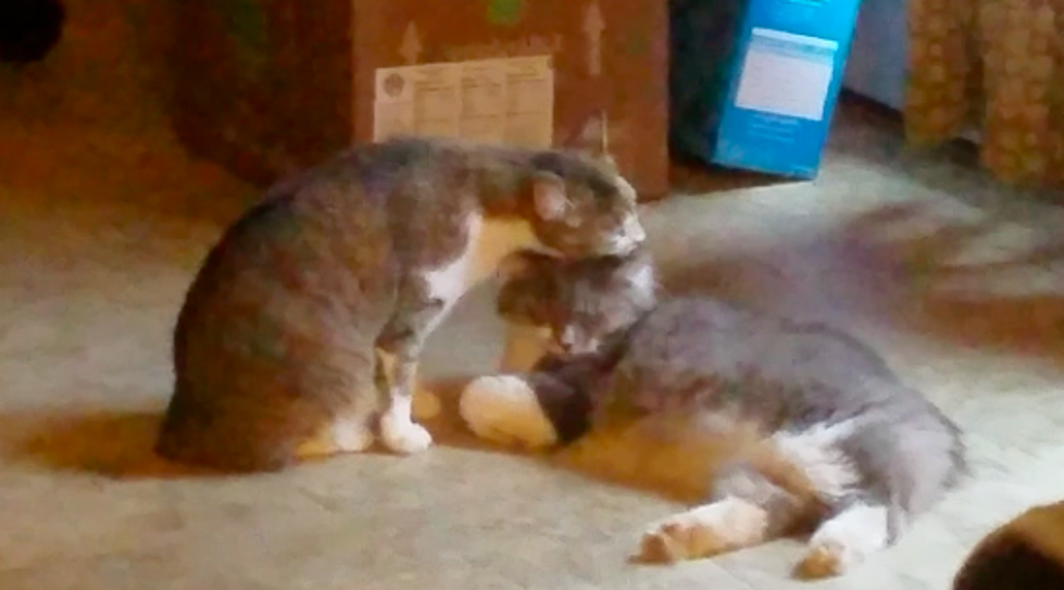 Momma Cat Grooming Her Kitten Proving You Are Never Too Old For Your Mom [WATCH]
