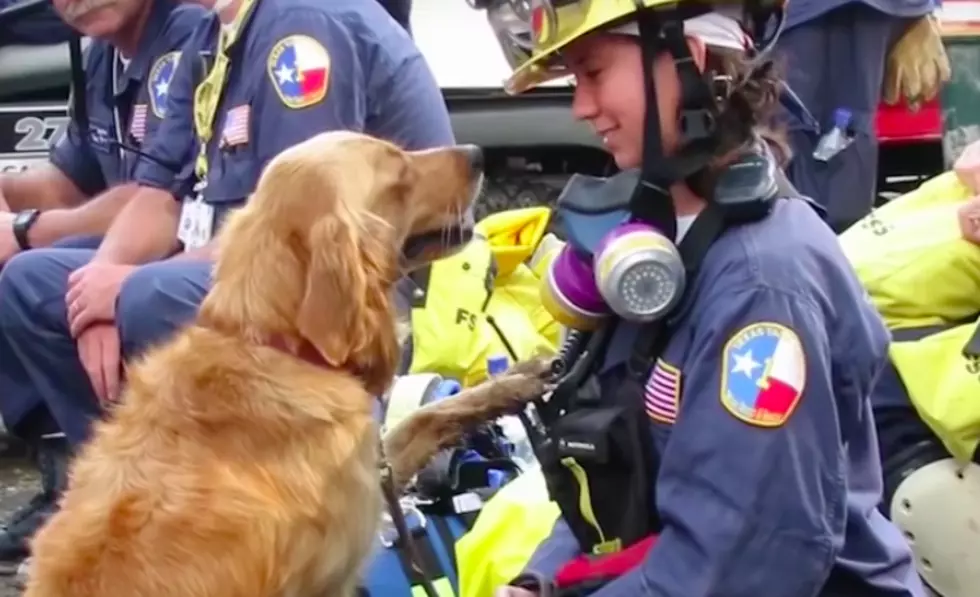 Last Known Surviving Sept.11th Search Dog Dies at Age 16