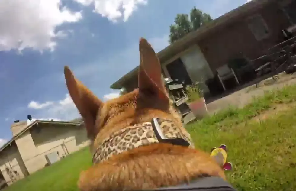 Dog Gets the Zoomies with GoPro On [VIDEO]