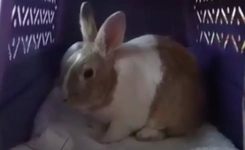 Cute Bunny Hops Around the WKDQ Studio [WATCH]