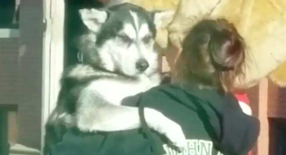 Big Dog Wants To Be Held Like Small Child [WATCH]
