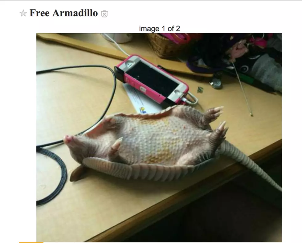 Evansville Craigslist, Where You Can Find a Free Armadillo!