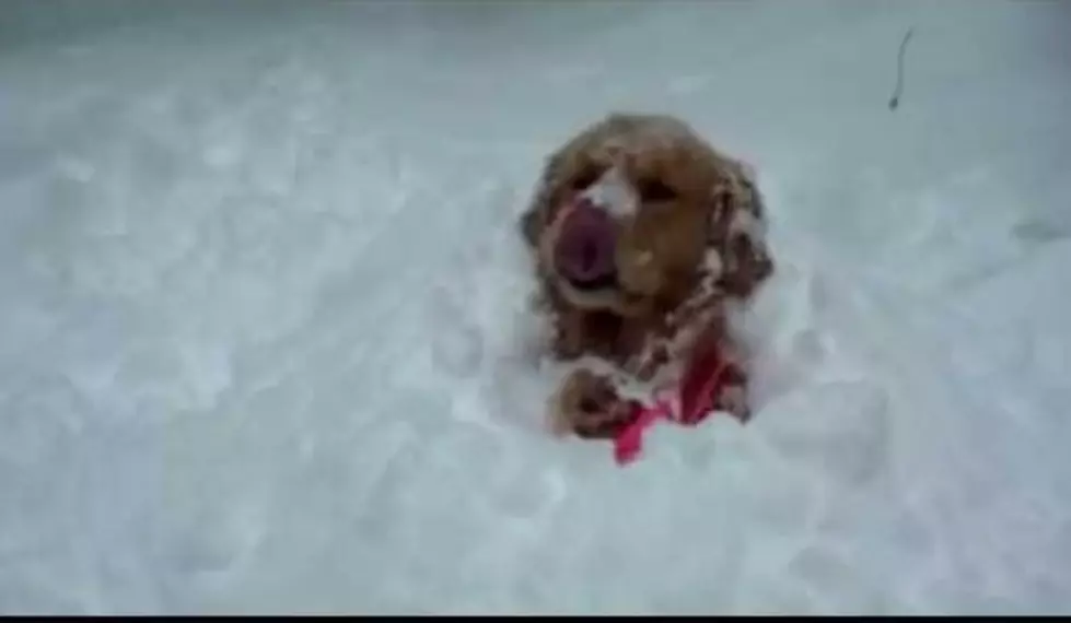 Does Your Dog Love the Snow or Hate It?     [Video]