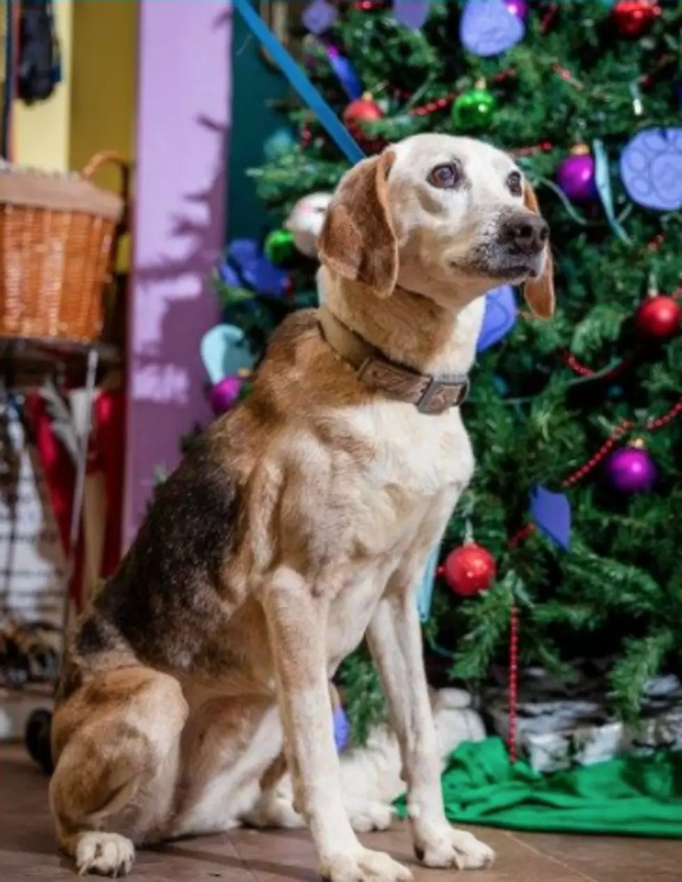 Senior Dog Needs Home To Ride Out Her Golden Years!