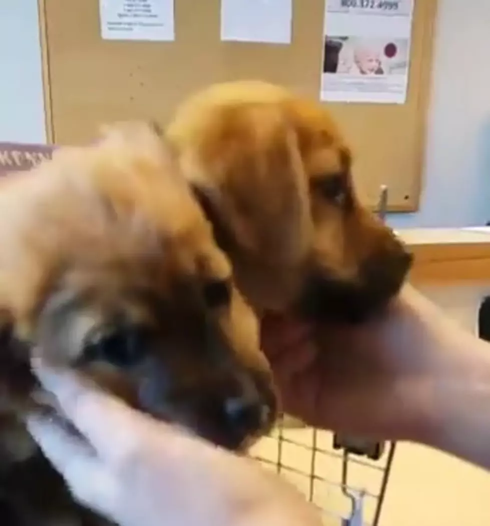VHS PET OF THE WEEK: Meet Daisy and Luna Who Need Their Fur-Ever Home  [VIDEO]