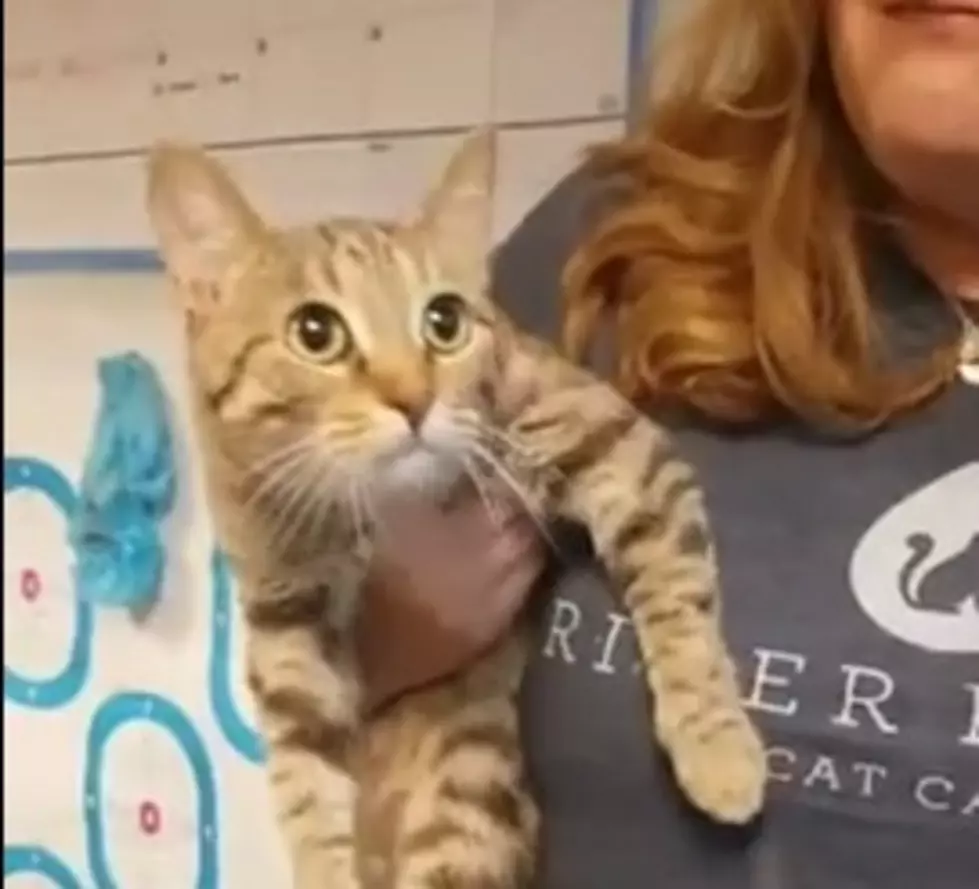 VHS PET OF THE WEEK: Meet Laine Who Need Her Fur-Ever Home  [VIDEO]