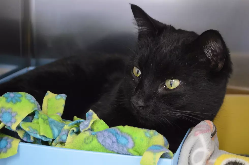 VHS PETS OF THE WEEK: Meet These Cute Black Kittens, Who Need Their Fur-Ever Homes  [VIDEO]