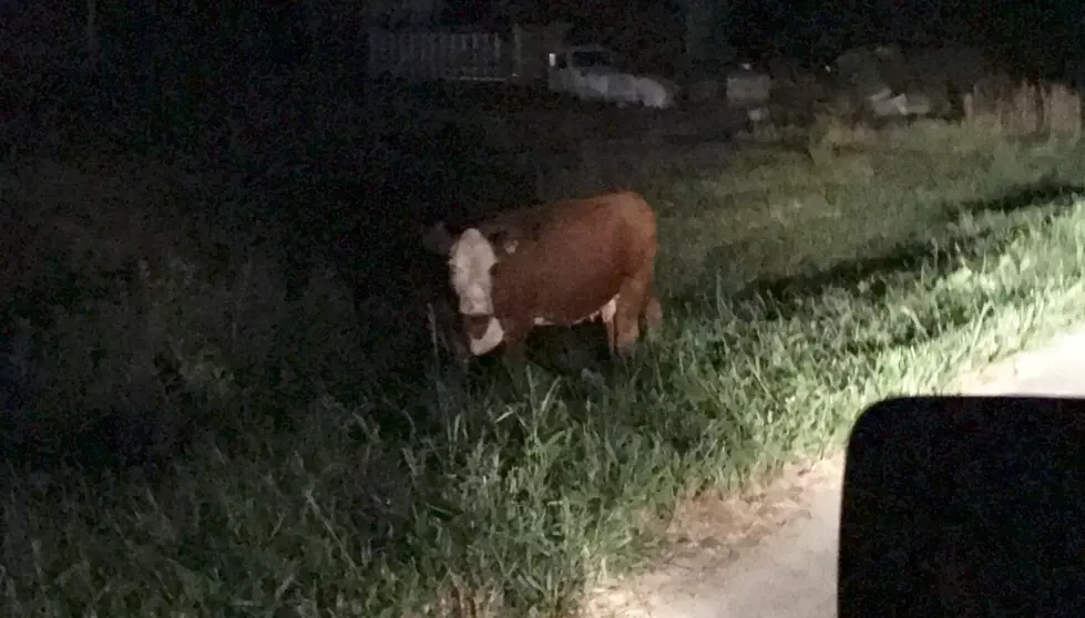 Auditioning for Family Feud with a cow in the Yard?