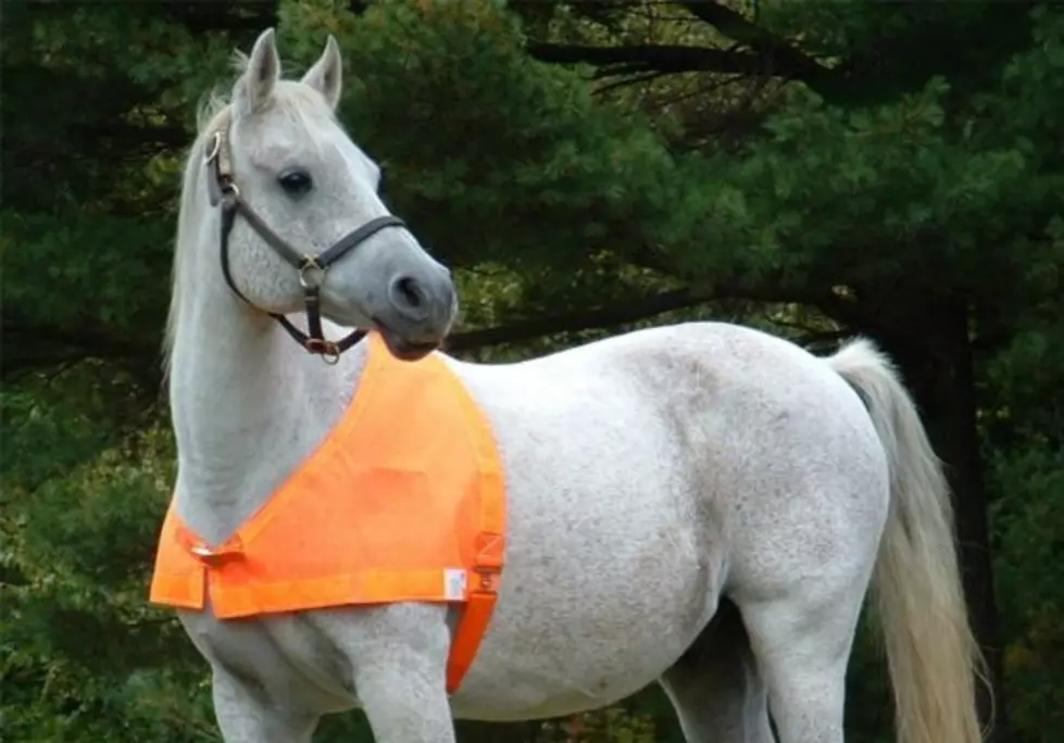 Horse Owners Urged to Put Orange on Horses During Hunting Season