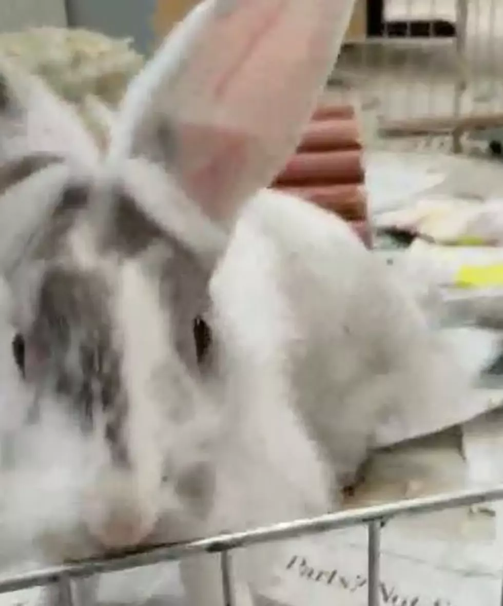 VHS PET OF THE WEEK Meet Cream The Bunny, Who Needs Her Fur-Ever Home  [VIDEO]