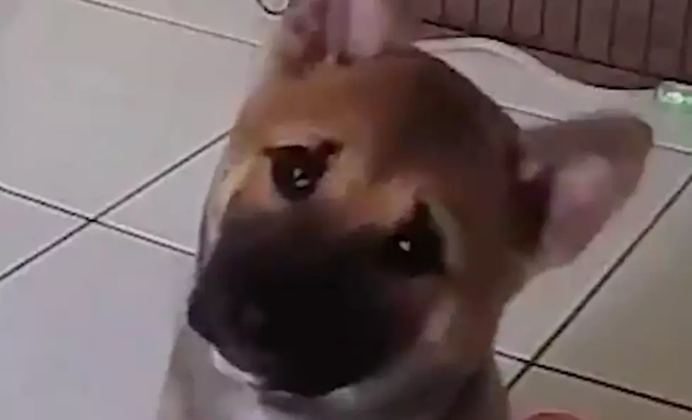 This Confused Dog Will Make Your Day