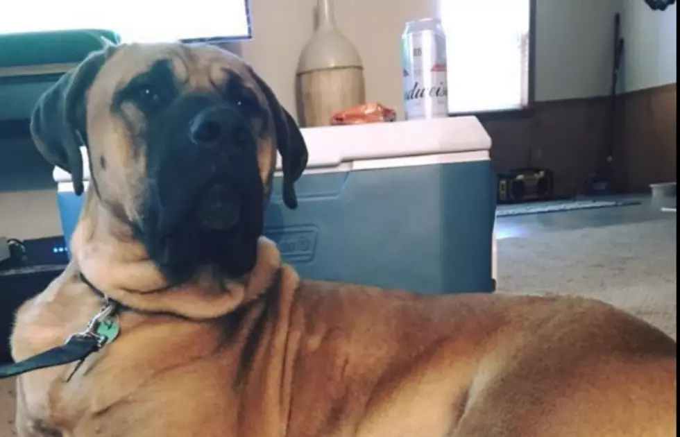 Mastiff Rescued From South Korea Meat Farm Looking for Evansville Home!