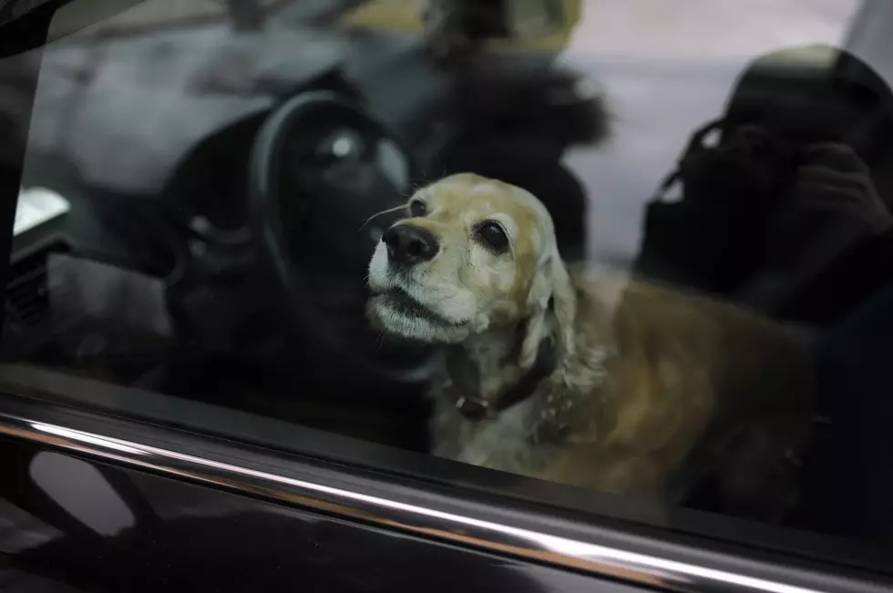 Can You Break a Window to Save a Child or Animal from a Hot Car?