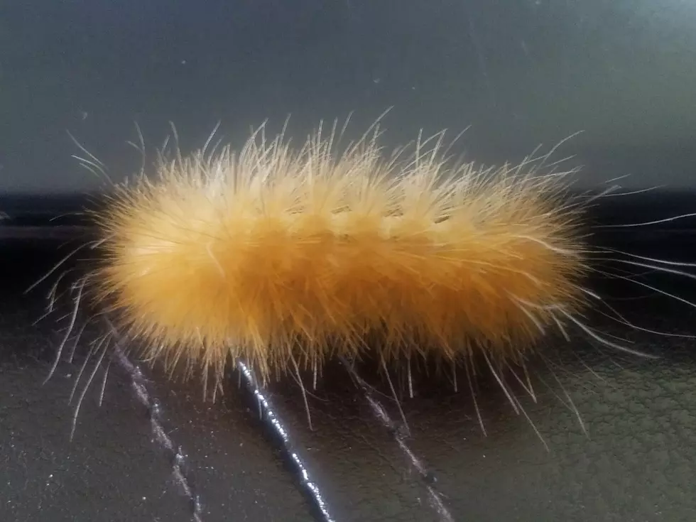 How Severe Will Winter 2020 Be According To The Woolly Worm