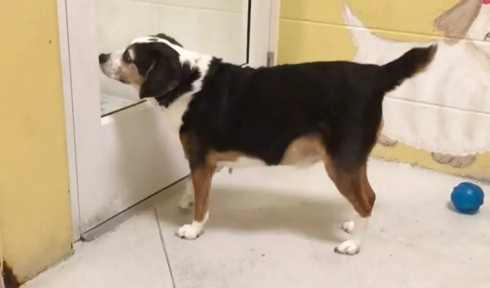 Elderly Beagle Is Looking For A Family [VIDEO]