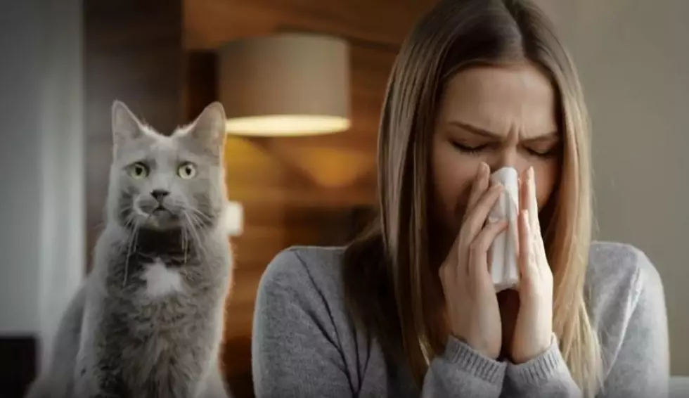 A Cure For Cat Allergies Could Be On Its Way