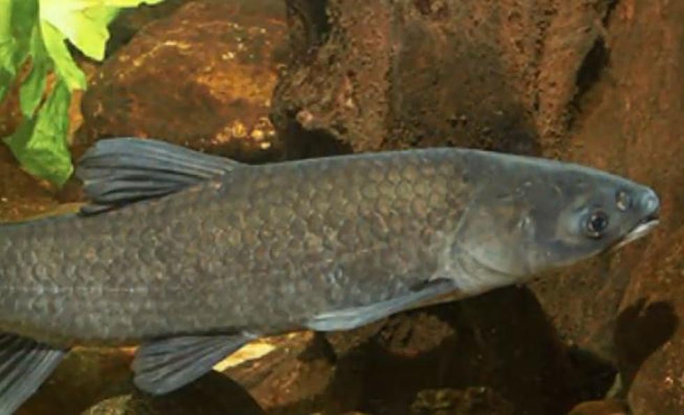 DNR Is Paying $100 for Every Black Carp Caught In Indiana