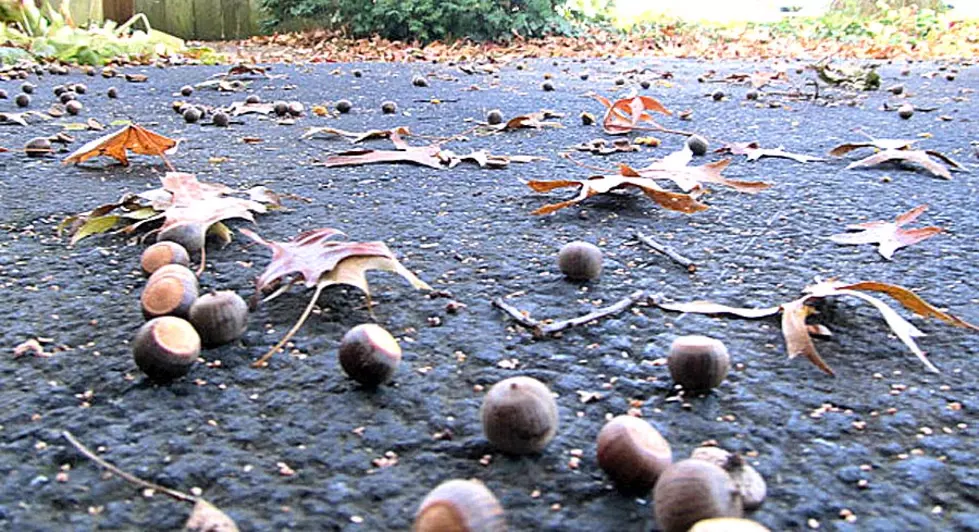 Here&#8217;s What You Can Do With All Those Acorns Piling Up On Your Lawn