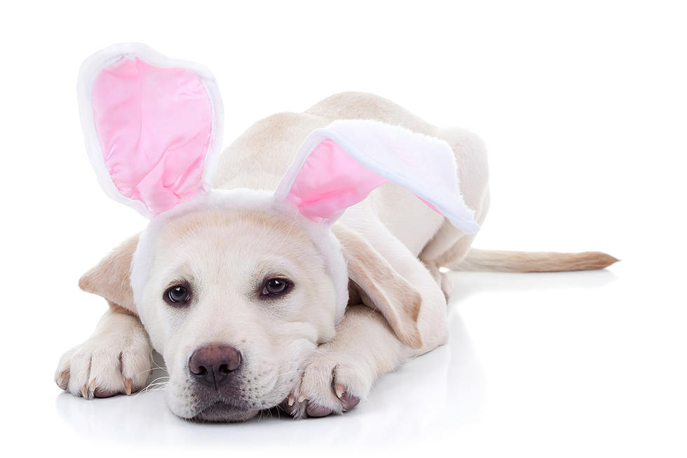 How Your Pet Could Be the Next Cadbury Egg Star