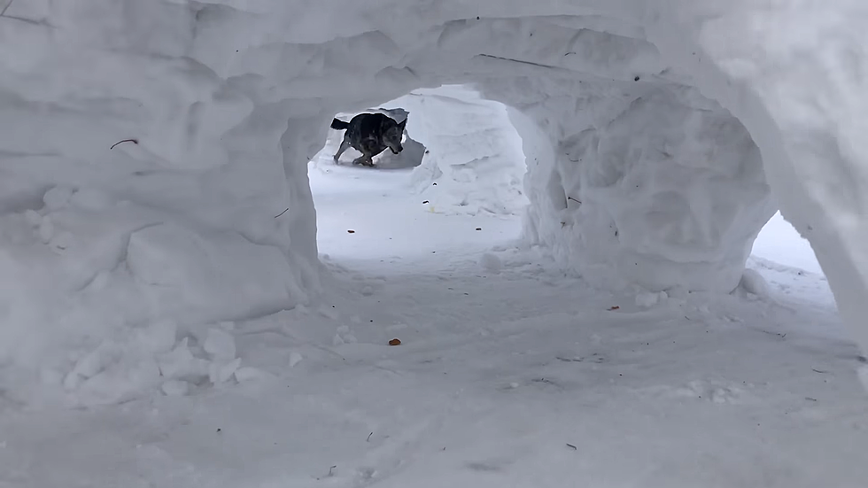 Dedicated Dog Dad Builds Snow Tunnels for Dogs!