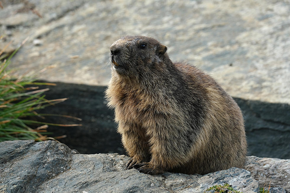 Many Beginning To Believe That Groundhogs Don&#8217;t Know Squat About The Weather