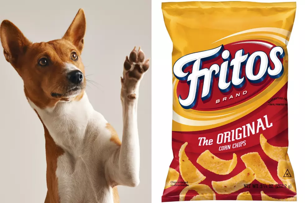 Apparently Your Dog’s Feet Smell Like Fritos