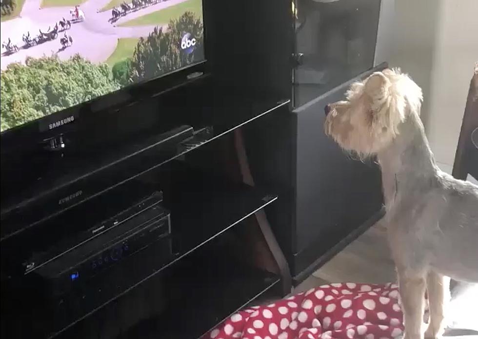Evansville Dog Loves To Watch TV and Has A Crush On Joe Bird [VIDEO]