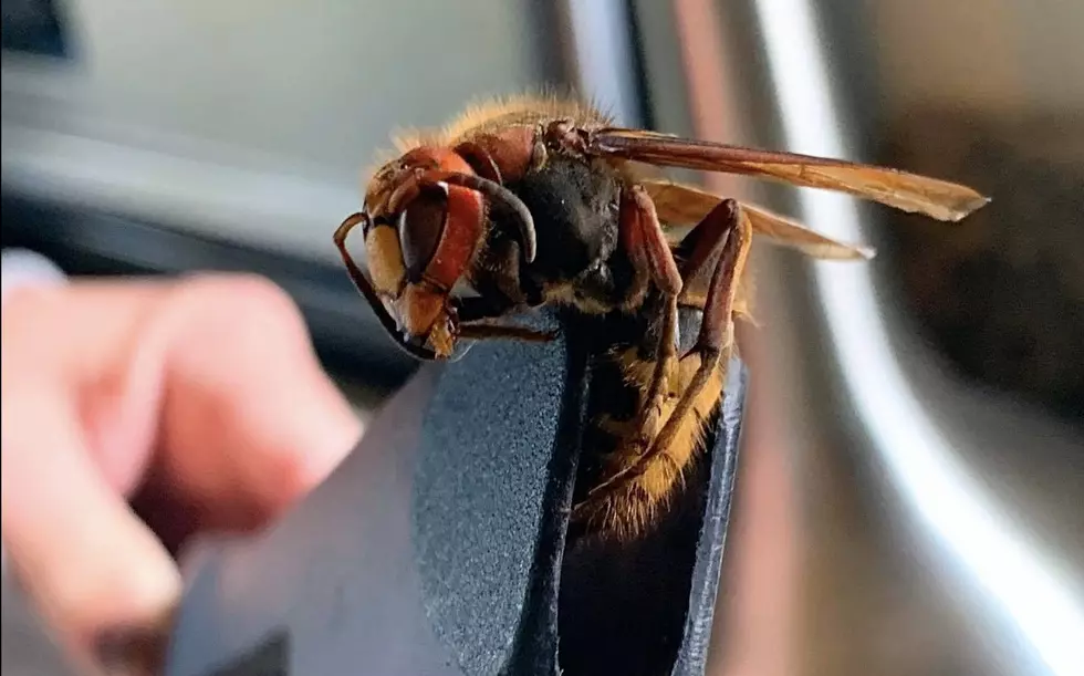 I Thought My Son Stepped on a Murder Hornet - Here's What It Turn