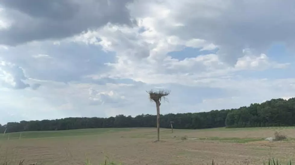 What is Up With These Weird Looking Trees In Spencer County?