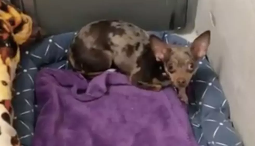 Chihuahua Brought To VHS Because Her People Were Having A Baby, Found Her Perfect Family