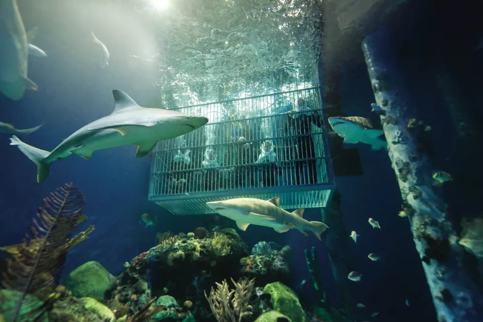 This Missouri Aquarium Will Let You Swim With Actual Sharks