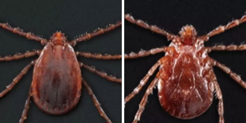 Self Cloning Ticks Attacking Animals In Kentucky