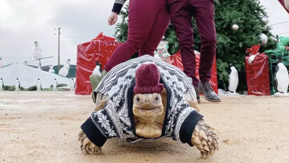 Glamorous Tortoise Plays Dress Up and It’s Just Too Cute – See the Pics