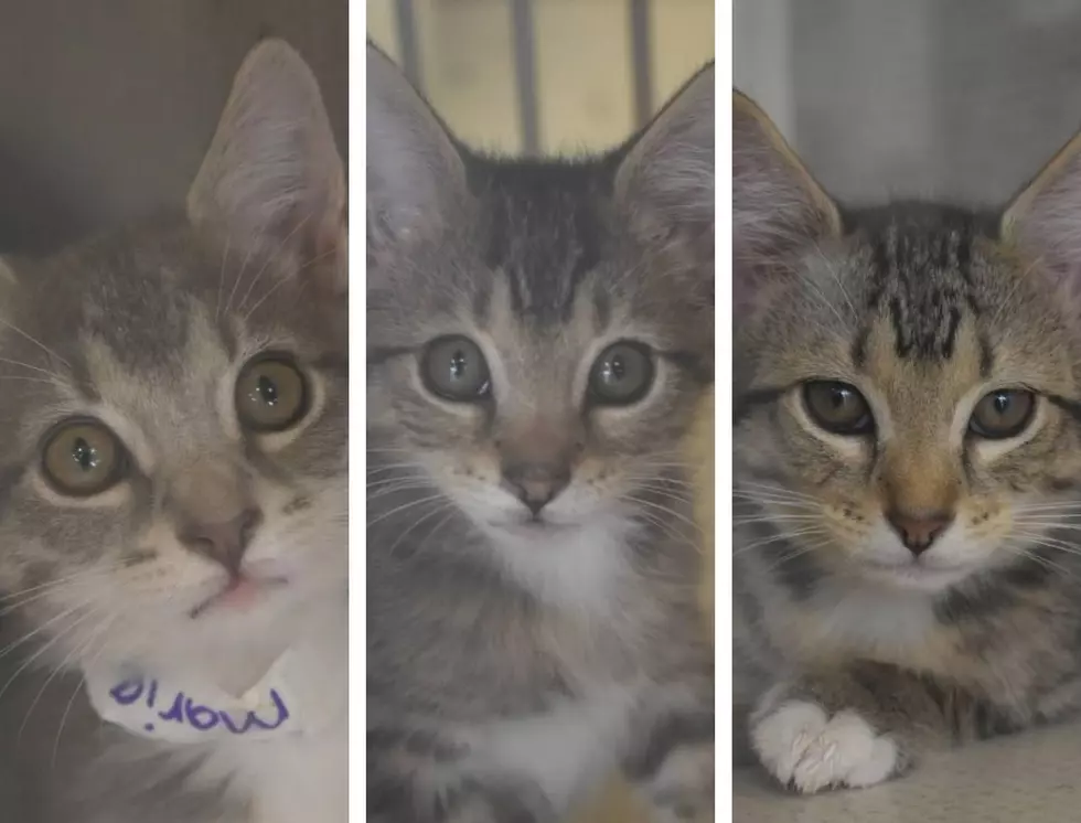 ‘Arista’ kittens Are Looking For A Sweet and Snuggly Place To Play