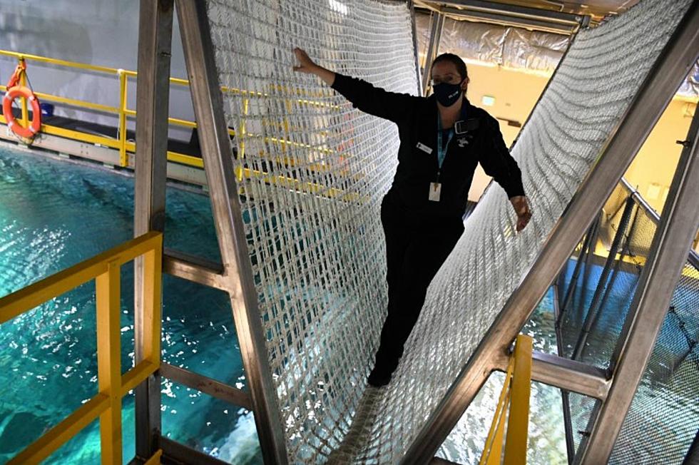 You Can Walk Over A Literal Shark Tank On A Rope Bridge At The St. Louis Aquarium
